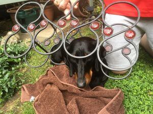 Mille the sausage dog stuck in a wine rack
