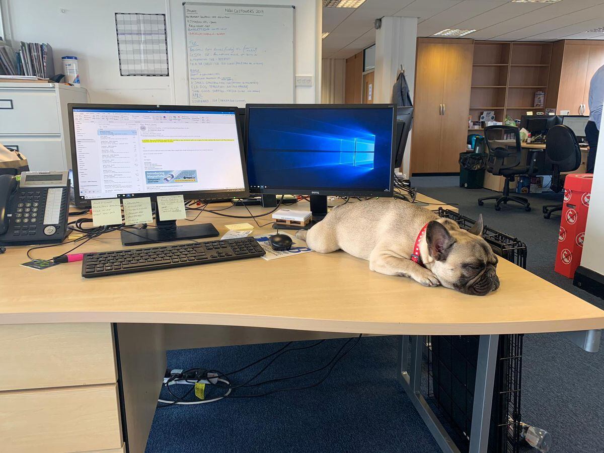 Misse hard at work from home with her owner Alan Hull, Wednesbury
