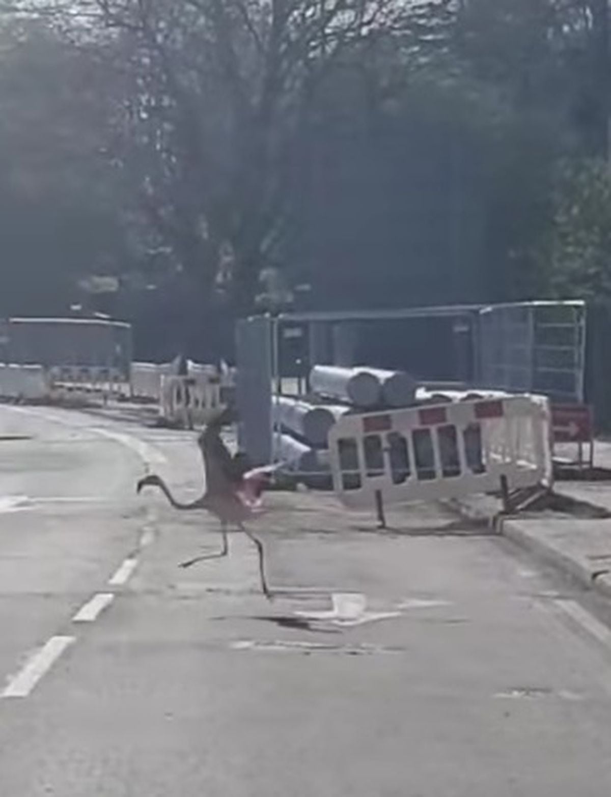 A flamingo from Dudley Zoo was spotted strolling down the main road outside