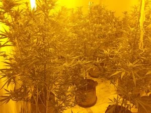 Some of the cannabis plants found. Photo: @StPetersWMP