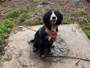 Wessex Water newt detection dog Newky (Wessex Water/PA)