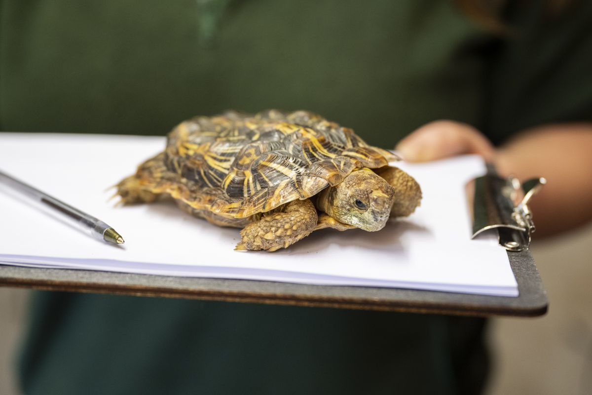 The animals are counted daily and checked over, such as Hartley the pancake tortoise