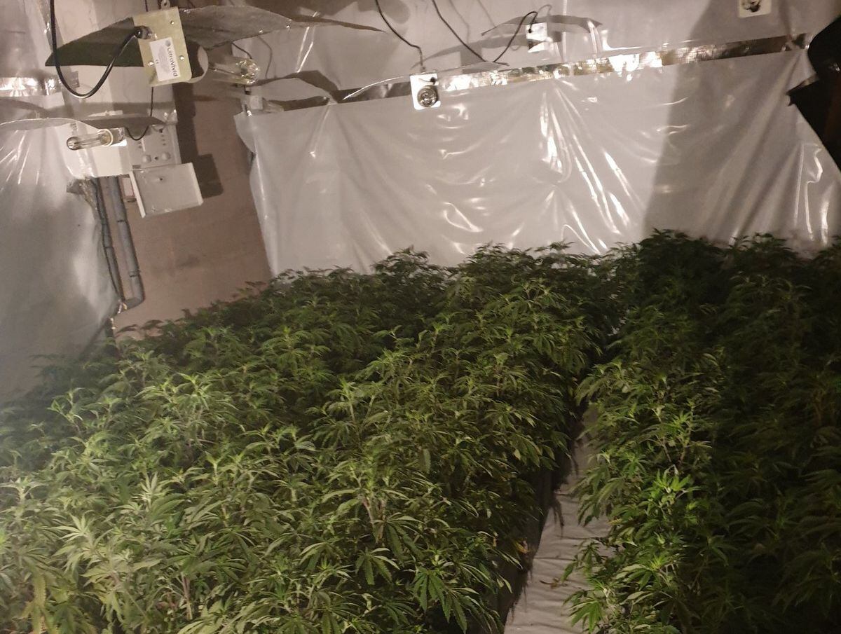 Cannabis plants found. Photo: Darlaston Police