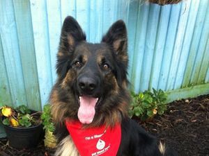 Jack, who is a donor dog for Pet Blood Bank UK, has been called a "lifesaver" by the organisation.