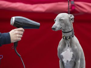 Lloyd the Italian Greyhound/Whippet cross at the launch of a pop-up spa designed for dogs to use on their way to this year's Crufts, at Roadchef in Norton Canes