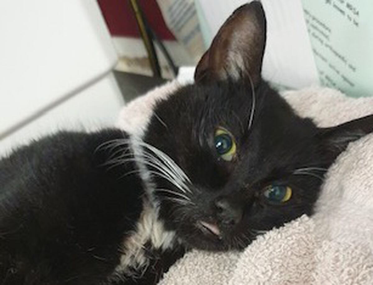 Plea to help pay for vet bills for abandoned cat Mavis Express & Star