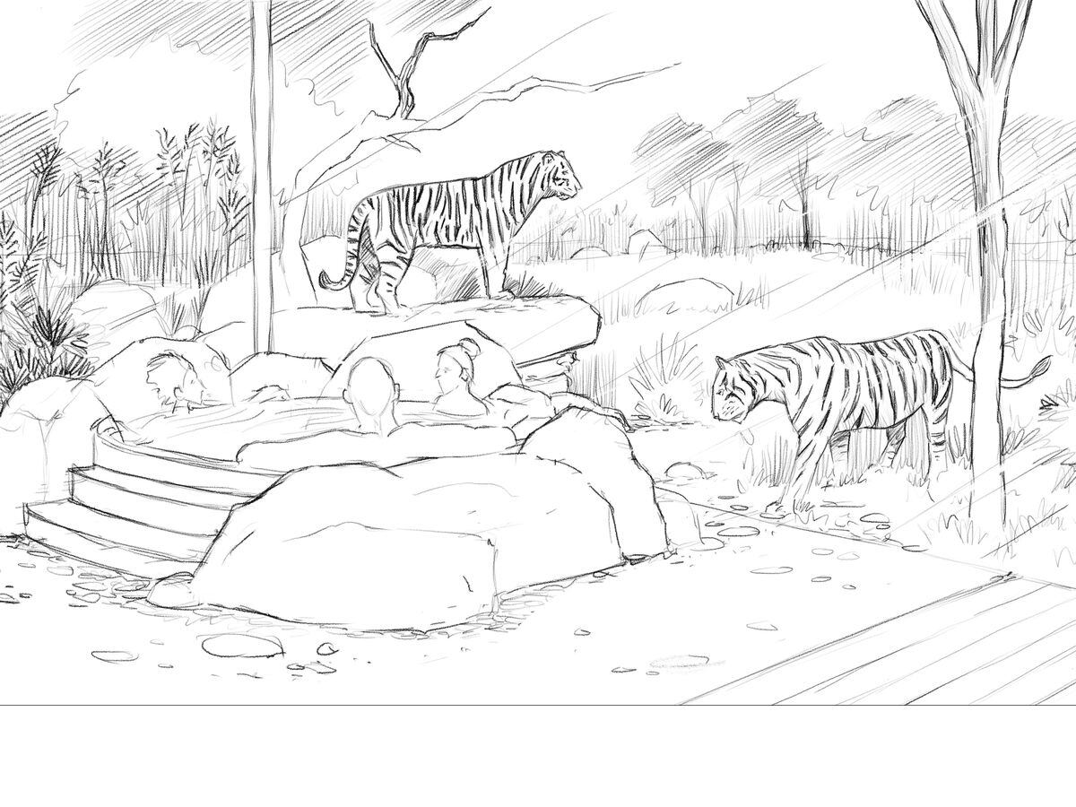 Artist's impression of tiger lodges at West Midland Safari Park, showing the floor to ceiling windows into the tiger habitat - Dave Powner, WMSP