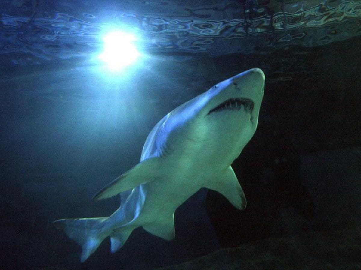 Google Earth takes you under the sea to swim with sharks
