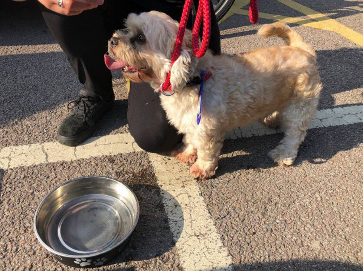 Warning after dog rescued by Wolverhampton police from