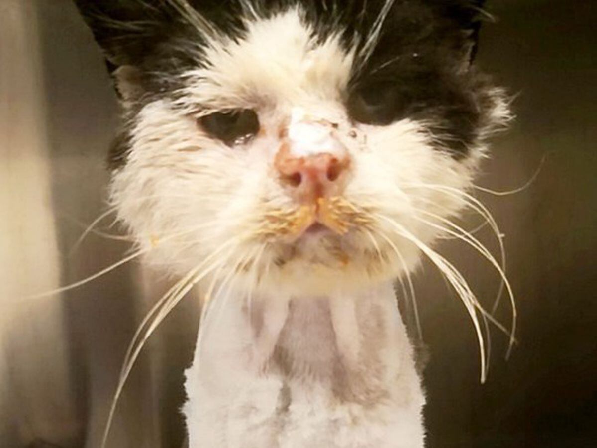 Heartbreak as sick stray cat Maximus dies despite generous donations