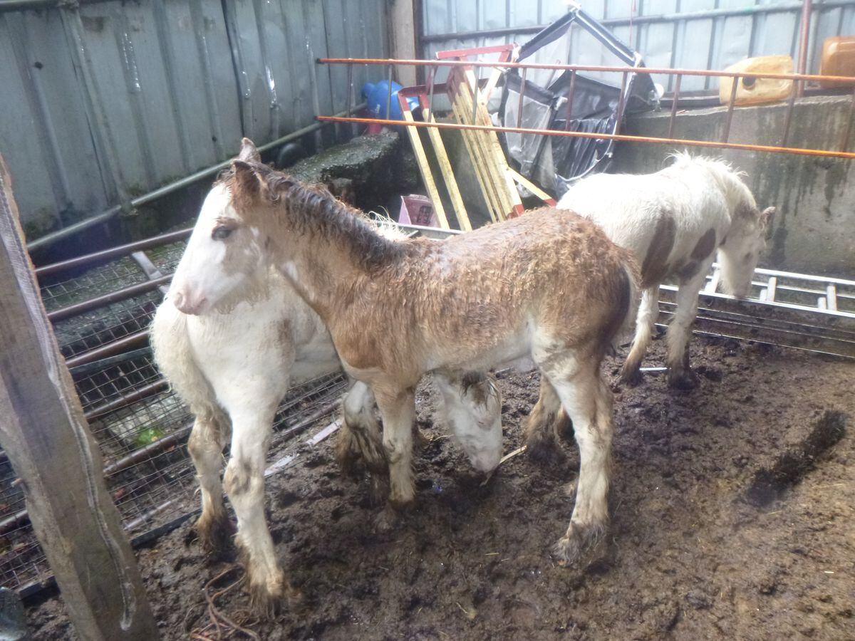 Six horses were among the animals rescued. Photo: RSPCA