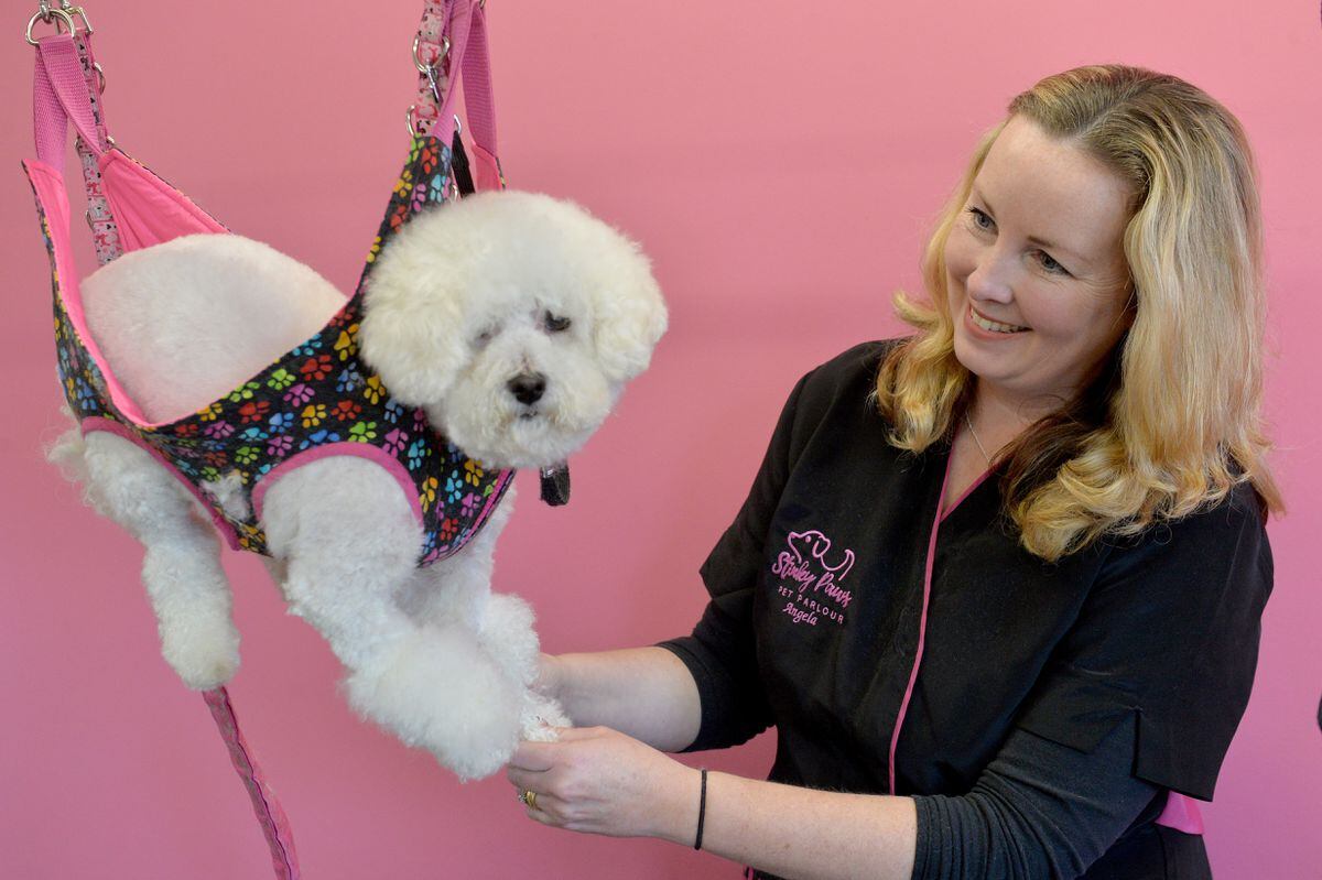 Every dog needs a bit of pampering What it's like to be a