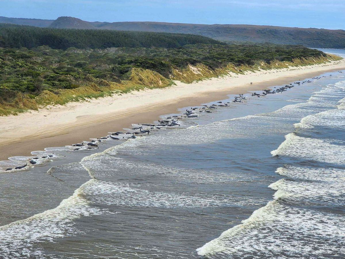 Whales stranded on Ocean Beach at Macquarie Harbour on the west coast of Tasmania of Australia