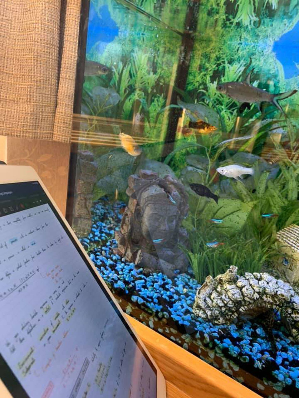 A tank of fish with owner Fiona Stanley, Wolverhampton, doing some maths coursework