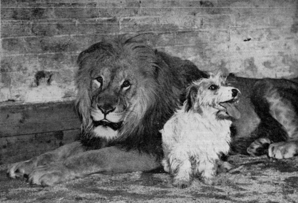 They say a dog is a man's best friend. Well, in this case, it became apparent that a dog can be friends with any animal. In 1942, a 15-month-old lion attracted a huge amount of attention after developing an unlikely companion - Peter the dog. 