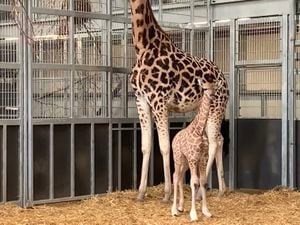 New baby giraffe born at West Midland Safari Park