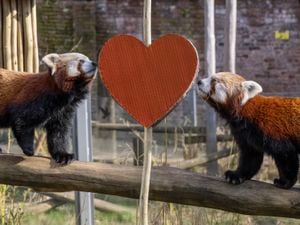 The Park’s red pandas Mei Lin and Sanka enjoy some tasty treats as a Valentine’s gift from their keepers.