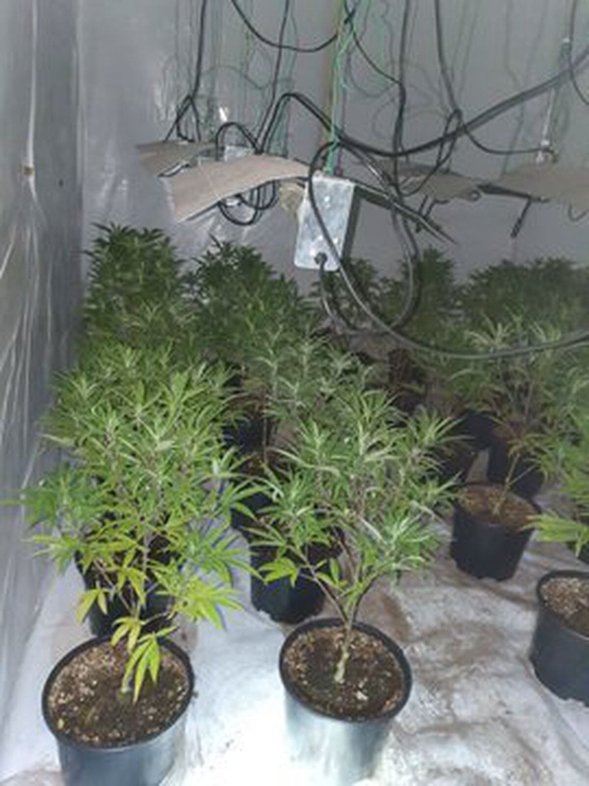 More than 300 plants were found in the property. Photo: Heath Town and East Park Police