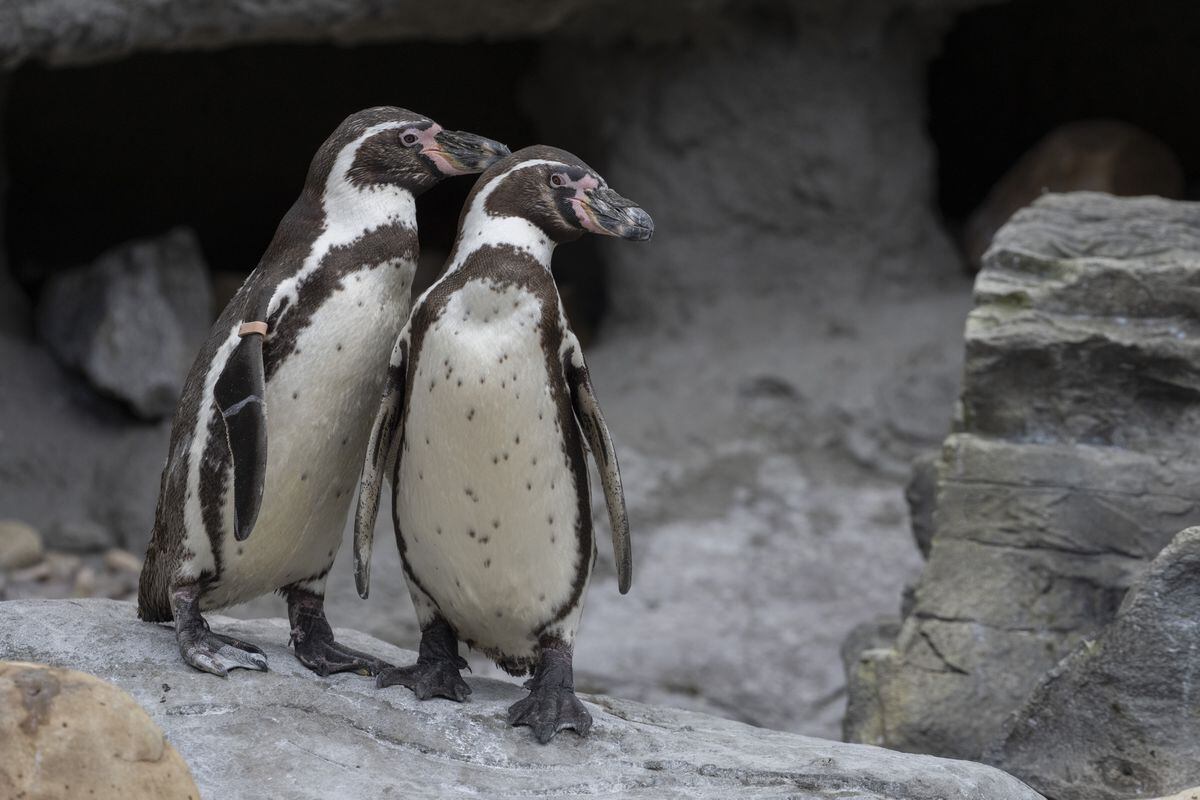 Humboldt penguins Frodo and Arnie, are aspiring parents, currently practising by incubating a rock