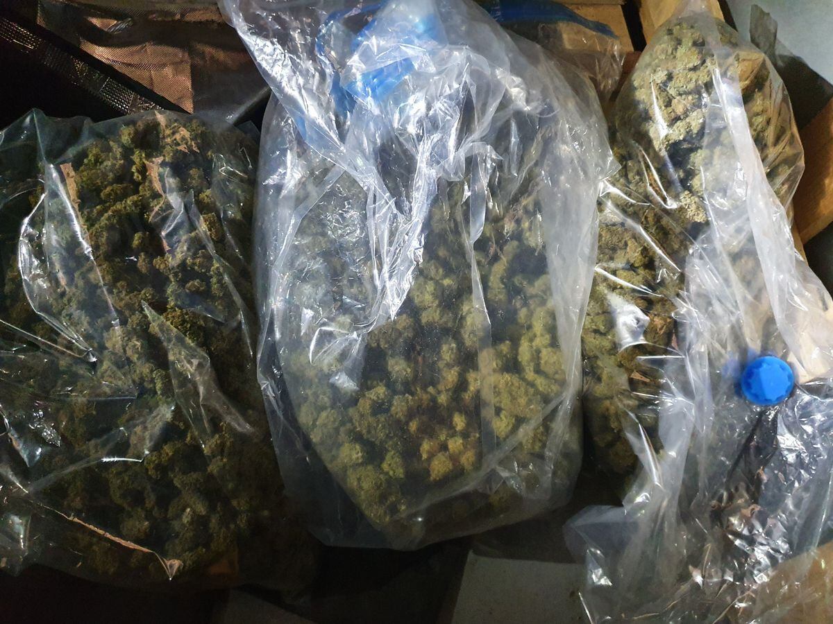Hundreds of cannabis plants were seized