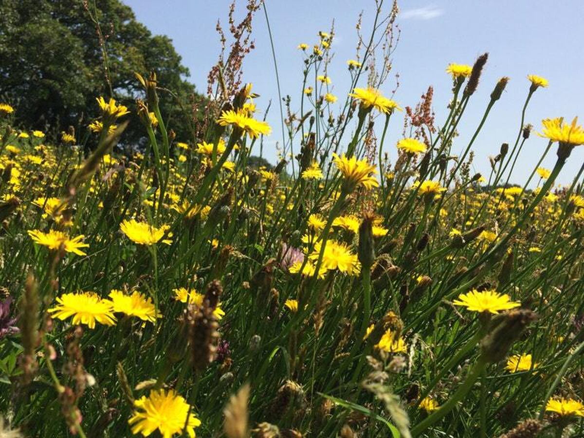 Wildflowers moving north as climate changes, citizen survey shows - expressandstar.com