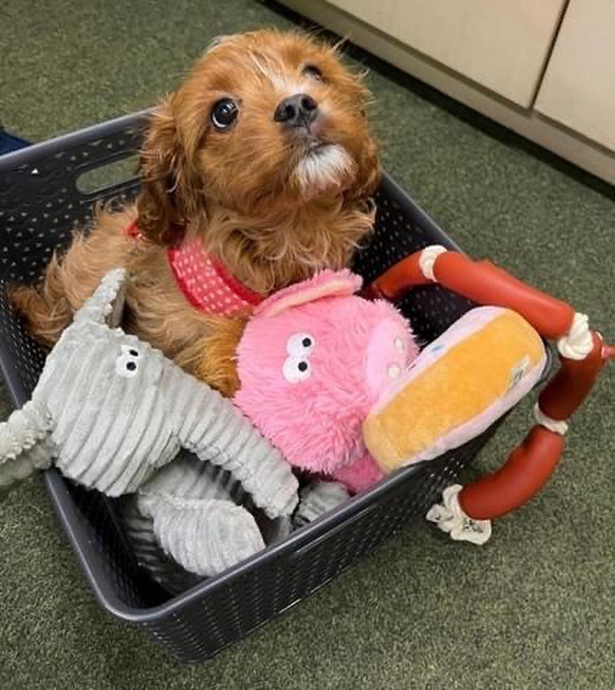 Rufus in his toy box
