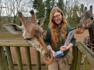 Keeper Georgina Heminsley with the giraffes at Dudley Zoo