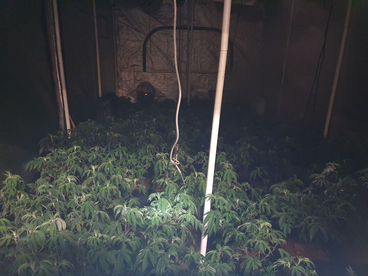 Hundreds of cannabis plants were seized