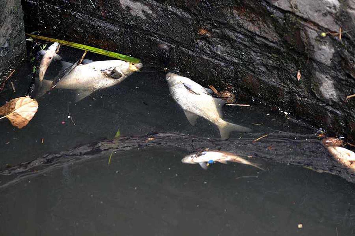 200 fish found dead in West Bromwich canal