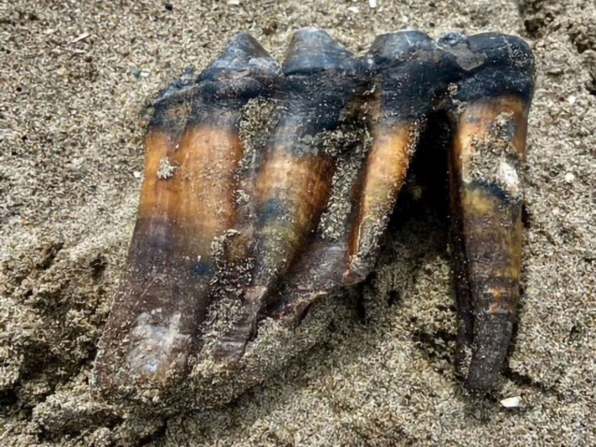 A mastodon tooth in the sand at a beach in Aptos, California