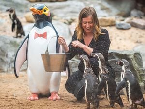Hoiho and Sara Matthews, business development manager at St Richard’s Hospice, enjoy a penguin playdate at West Midland Safari Park