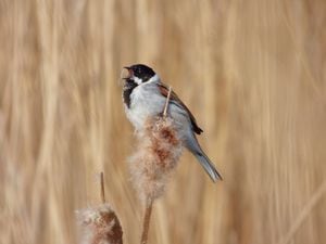 A reed bunting seen in a reed bed in Dudley