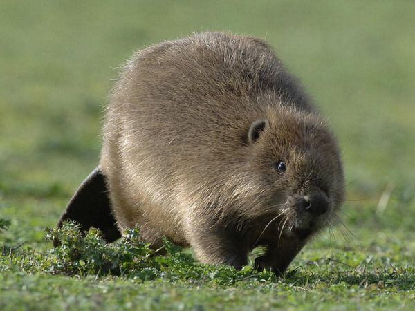 Beavers breed in Britain