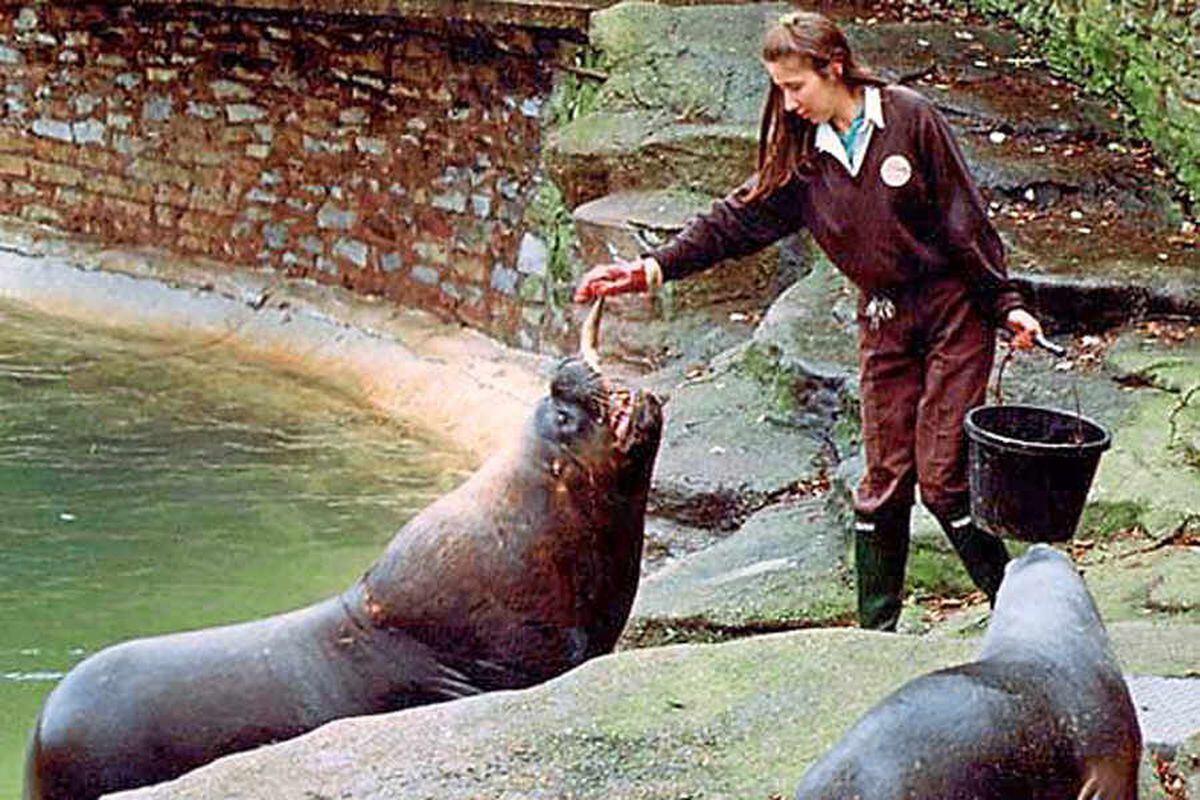 Dudley Zoo says farewell to Orry the sealion