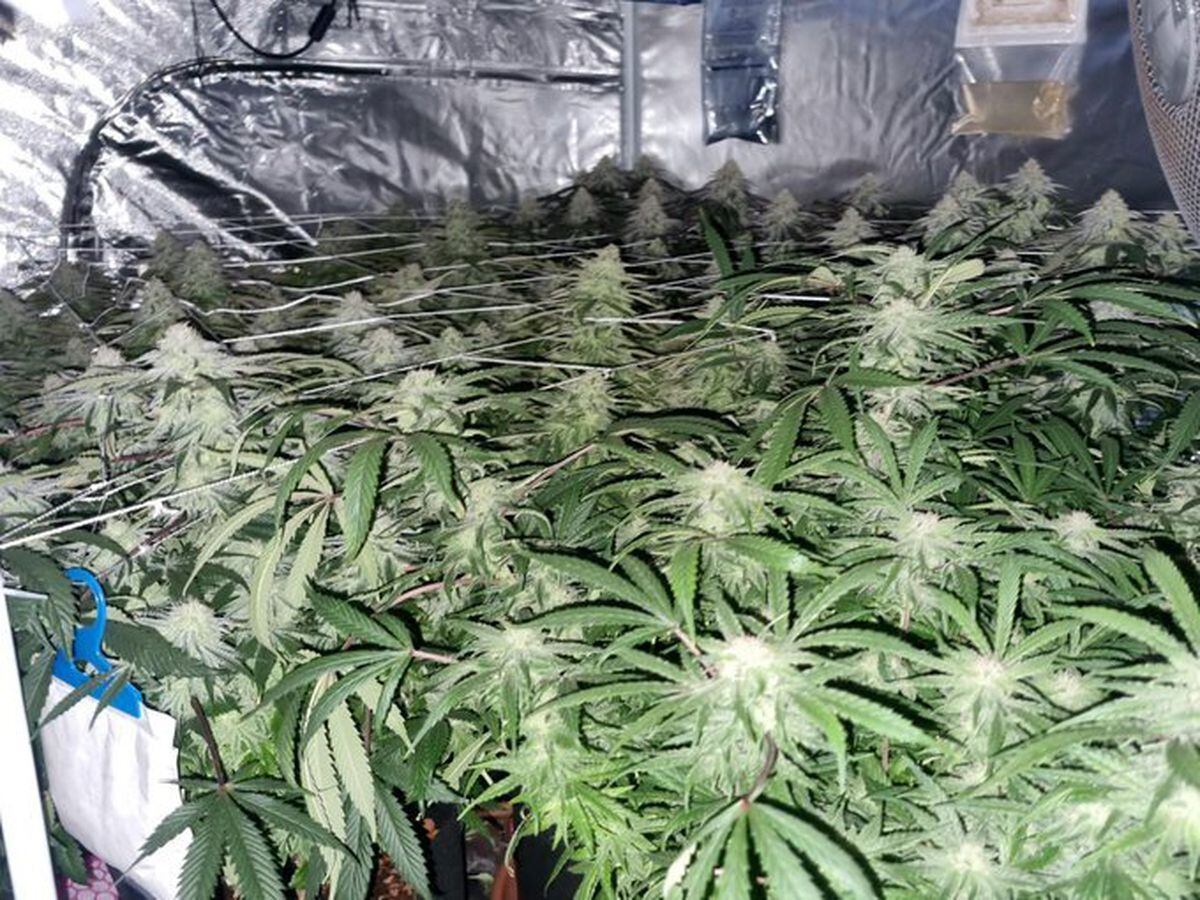 Police found a cannabis farm. Photo: @StourbridgeWMP