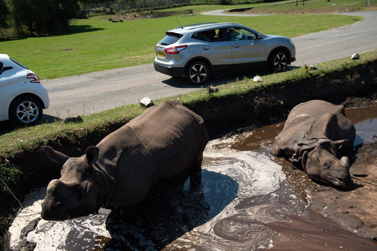 Indian rhinoceros Sunanda and Seto cool down at West Midland Safari Park in Bewdley