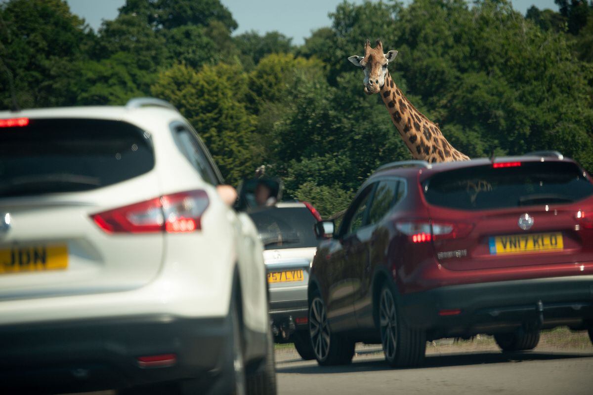 Visitors observe a giraffe at West Midland Safari Park in Bewdley, as Britain is braced for a June heatwave as temperatures are set to climb into the mid-30s this week