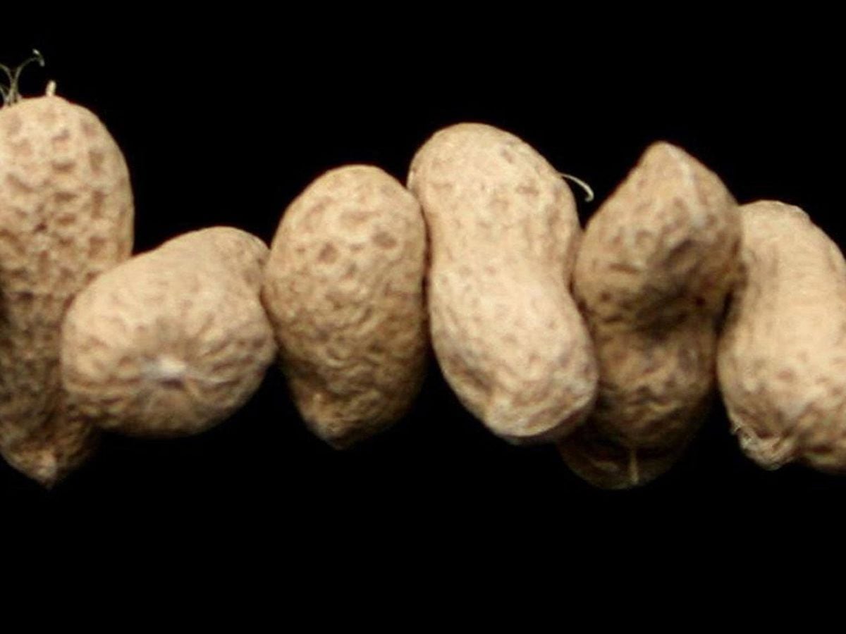 Peanuts in their shells