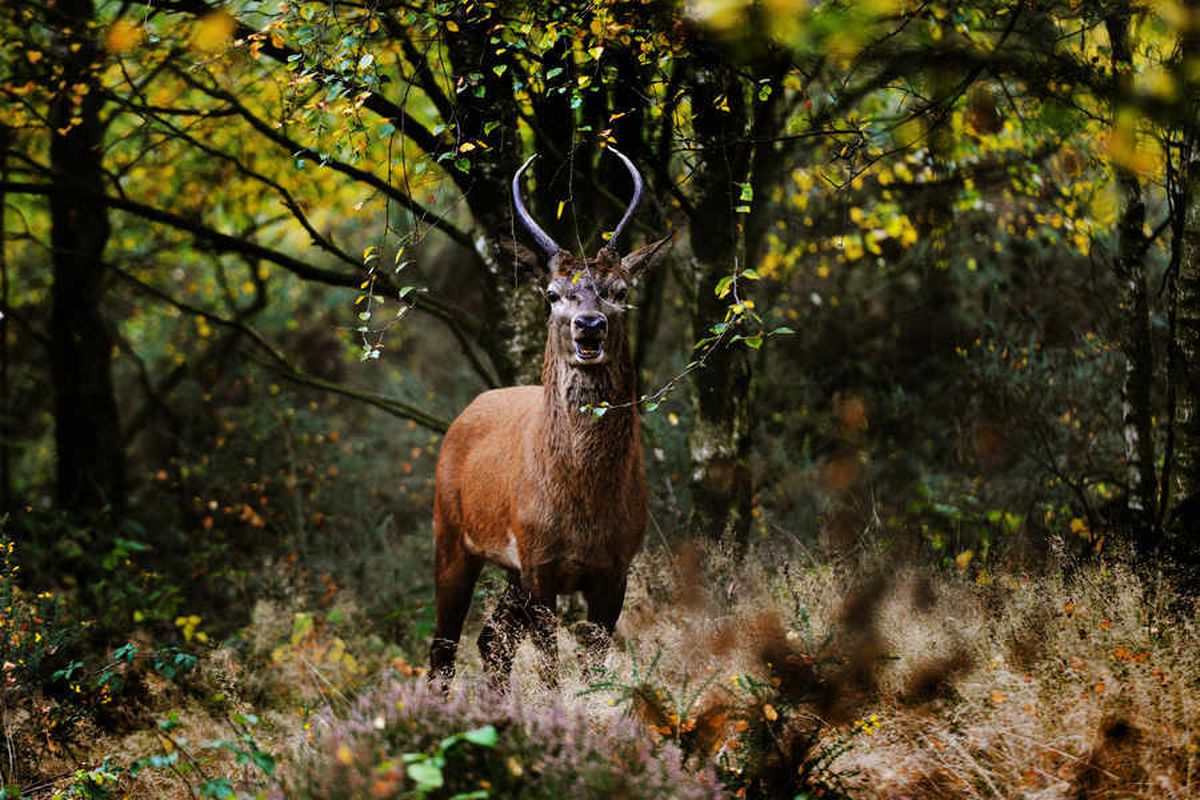Bags of help to cut down Cannock Chase deer deaths | Express & Star