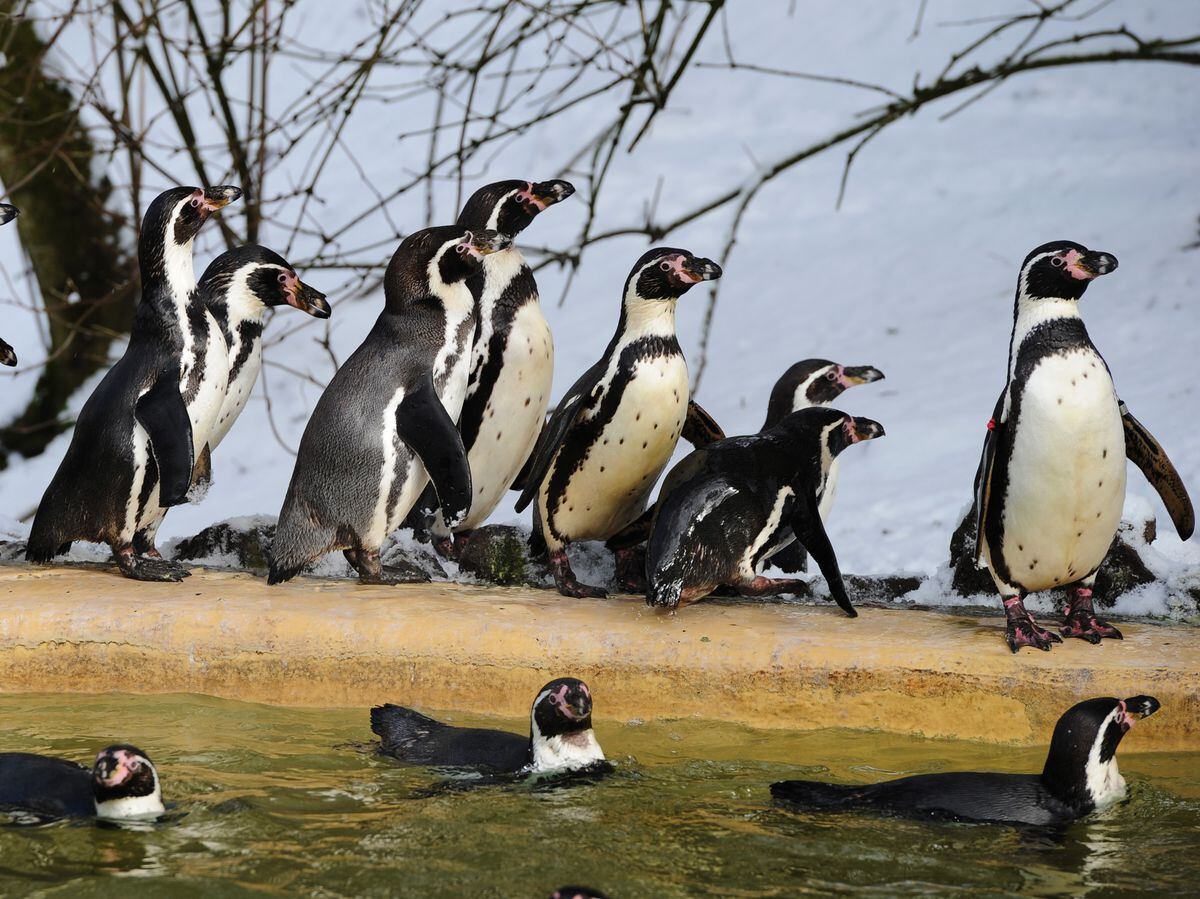 Dudley Zoo's penguins