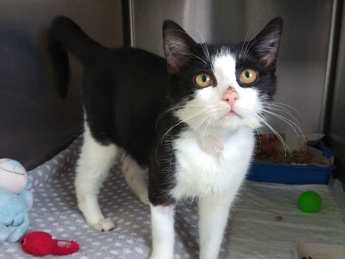 Poppy was found declawed, with a suspected neurological condition and a puncture to the thigh