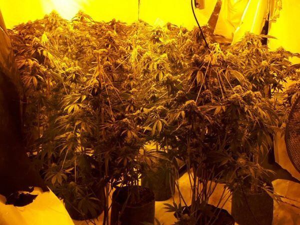 The £1 million cannabis farm was discovered in Kidderminster