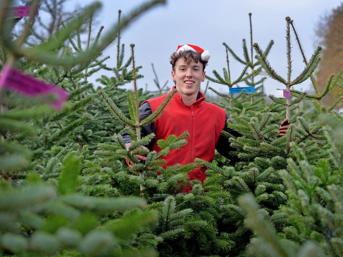  Alex Sedgley at Bradshaws Christmas Trees