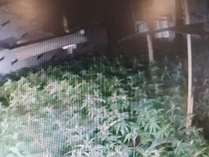 The plants found inside the cannabis factory. Photo: Wednesbury Town Police