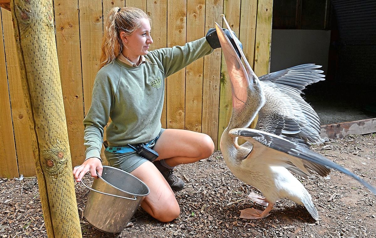 Pascal the baby pelican