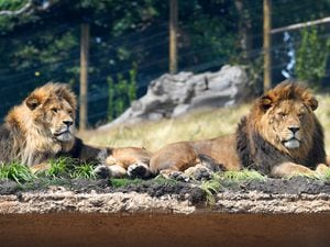 Two of the lions stare back inside the enclosure