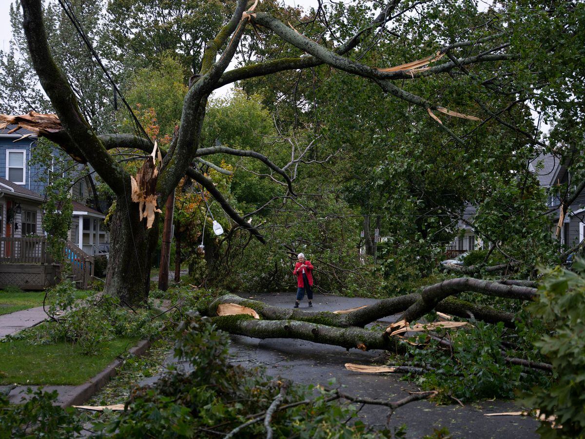 Storm Fiona tree damage