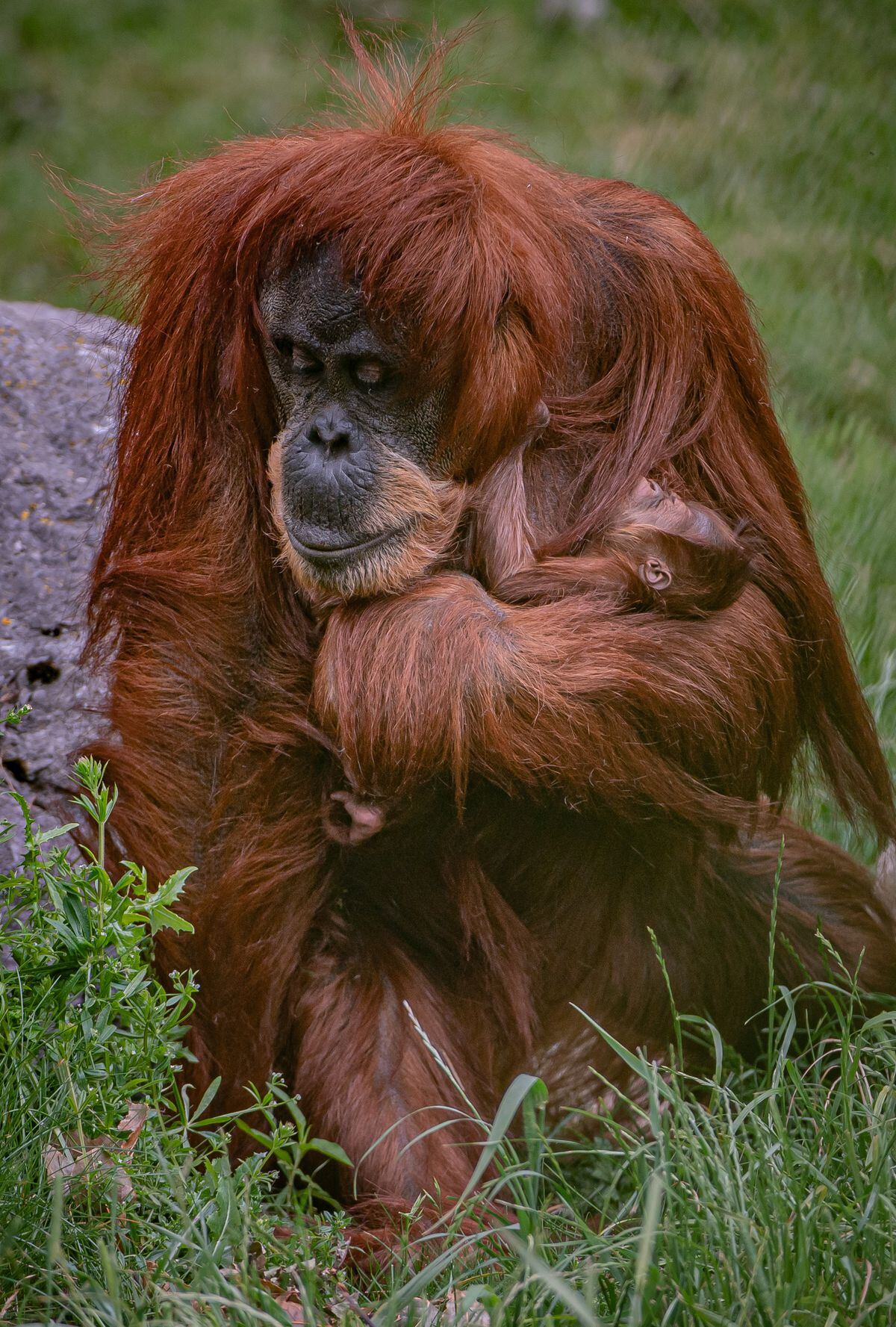 Dudley zoo's new orangutan arrival with mum, Emma.