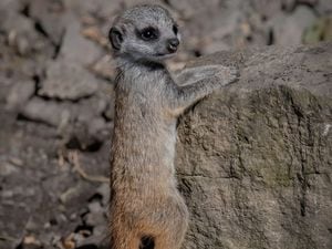 Baby meerkat at Dudley Zoo