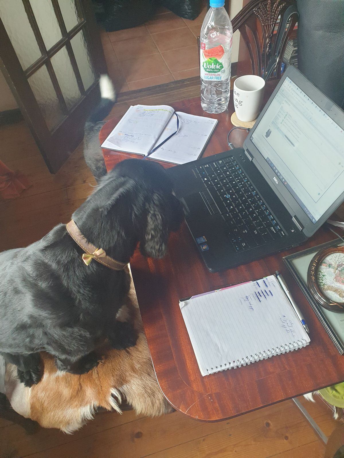 Barney working on filing some stories with Express & Star digital entertainment editor Rebecca Sayce